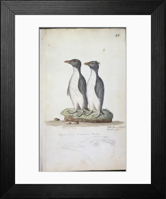 Framed Print : Eudyptes chrysocome, rockhopper penguin Framed Print : Eudyptes chrysocome, rockhopper penguin