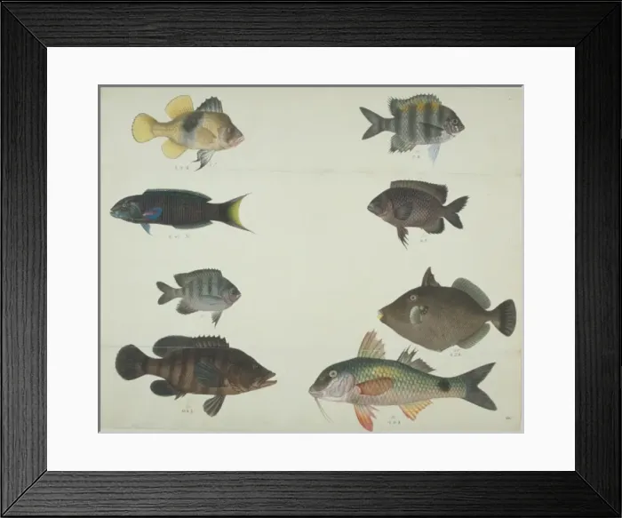 Framed Print : LS Plate 116 from the John Reeves Collection Framed Print : LS Plate 116 from the John Reeves Collection