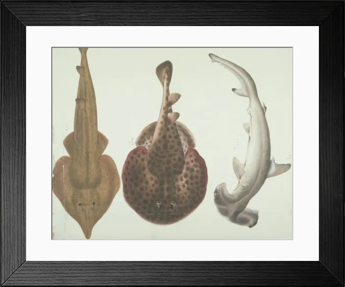 Framed Print : LS Plate 191 from the John Reeves Collection Framed Print : LS Plate 191 from the John Reeves Collection