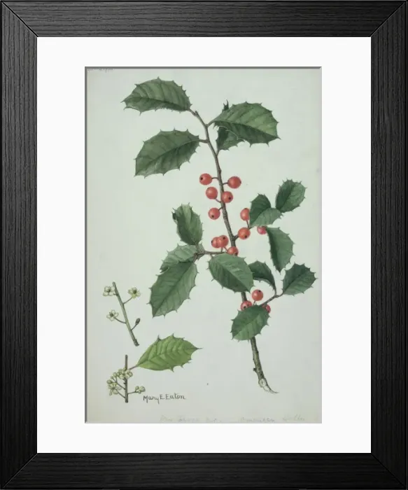 Framed Print : Ilex sp. Illustration of Holly by Mary E. Eaton (1873-1961) Framed Print : Ilex sp. Illustration of Holly by Mary E. Eaton (1873-1961)