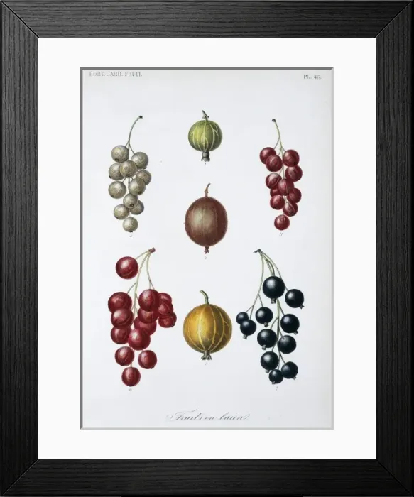 Framed Print : Berry Fruit Framed Print : Berry Fruit