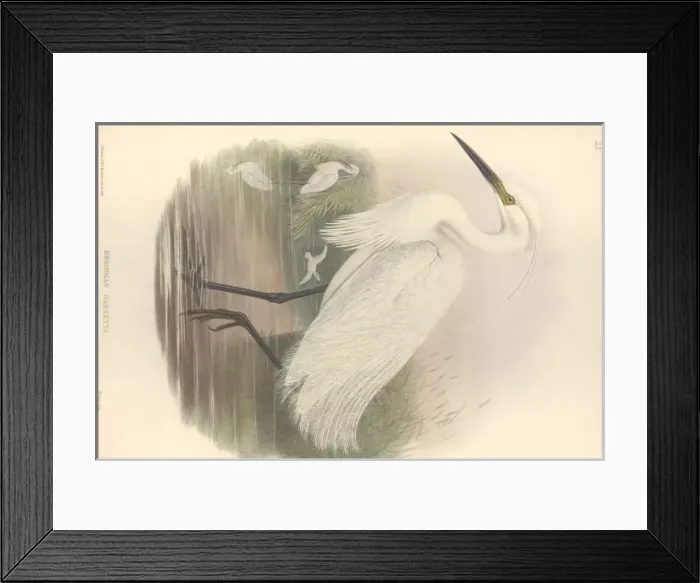 Framed Print : Egretta garzetta, little egret Framed Print : Egretta garzetta, little egret