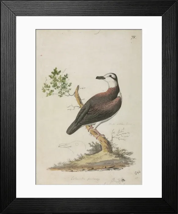 Framed Print : Gallicolumba erythroptera, Polynesian ground dove Framed Print : Gallicolumba erythroptera, Polynesian ground dove