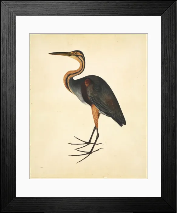 Framed Print : Ardea purpurea, purple heron Framed Print : Ardea purpurea, purple heron