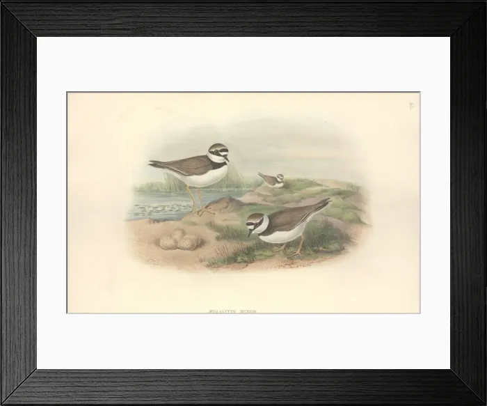 Framed Print : Charadrius dubius, little ringed plover Framed Print : Charadrius dubius, little ringed plover