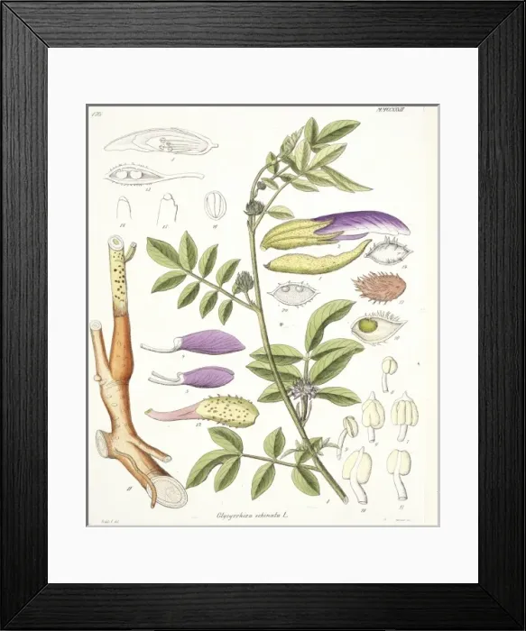 Framed Print : Glycyrrhiza echinata, liquorice Framed Print : Glycyrrhiza echinata, liquorice