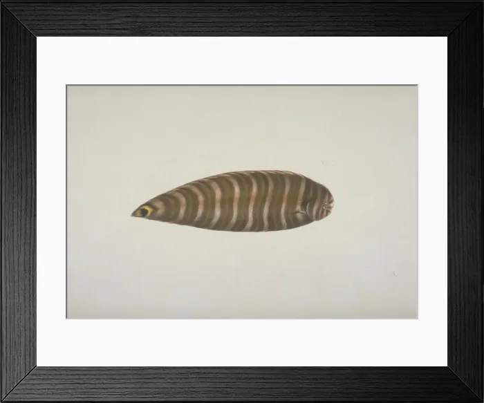 Framed Print : Plate 120 from the John Reeves Collection Framed Print : Plate 120 from the John Reeves Collection