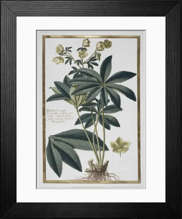 Framed Print : Helleborus kochii, false rose Framed Print : Helleborus kochii, false rose