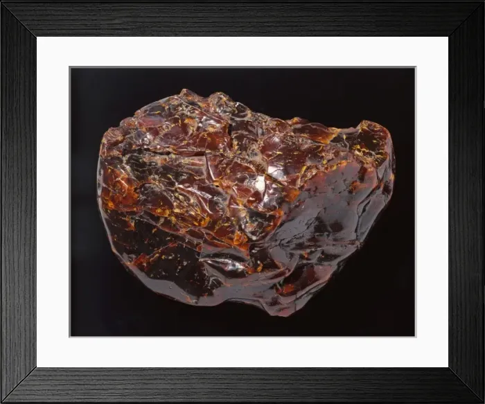 Framed Print : Burmese amber Framed Print : Burmese amber