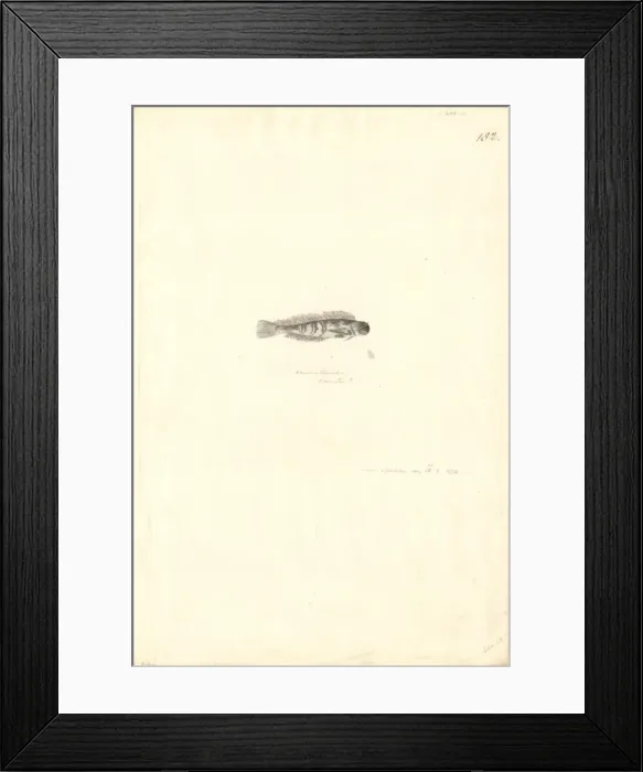 Framed Print : Atherinomorus lacunosus, hardyhead silverside Framed Print : Atherinomorus lacunosus, hardyhead silverside