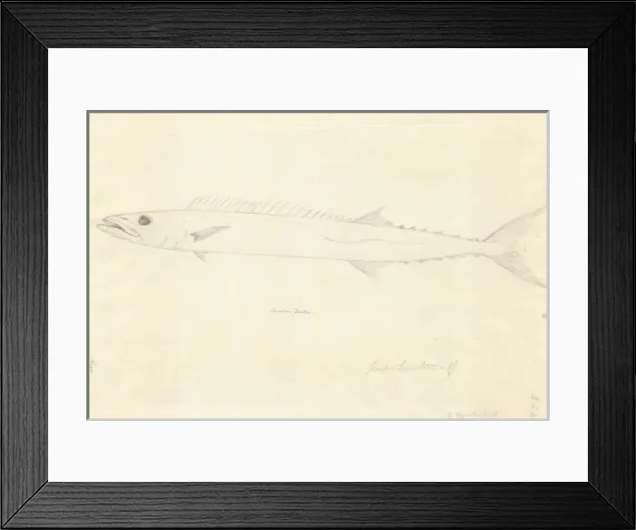 Framed Print : Ff. 222 sketch by George Forster Framed Print : Ff. 222 sketch by George Forster
