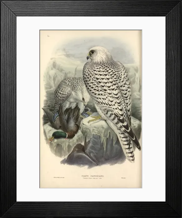 Framed Print : Falco rusticolus, gyrfalcon Framed Print : Falco rusticolus, gyrfalcon