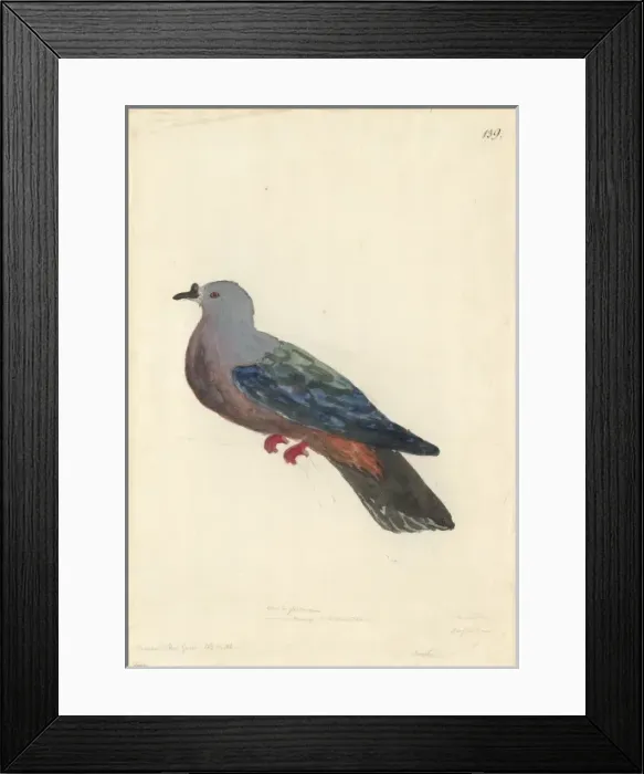 Framed Print : Ducula pacifica, Pacific imperial pigeon Framed Print : Ducula pacifica, Pacific imperial pigeon