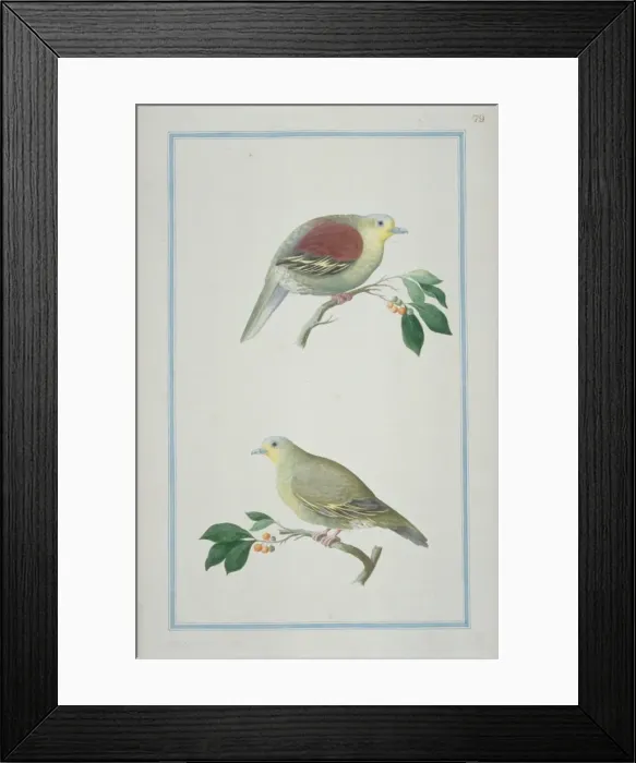 Framed Print : Treron pompadora, pompadour green pigeon Framed Print : Treron pompadora, pompadour green pigeon