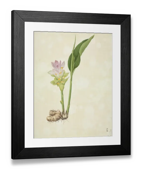 Framed Print : Zingiber officinale, ginger Framed Print : Zingiber officinale, ginger