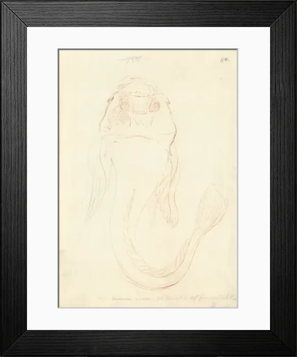 Framed Print : Genyagnus monopterygius, spotted stargazer Framed Print : Genyagnus monopterygius, spotted stargazer