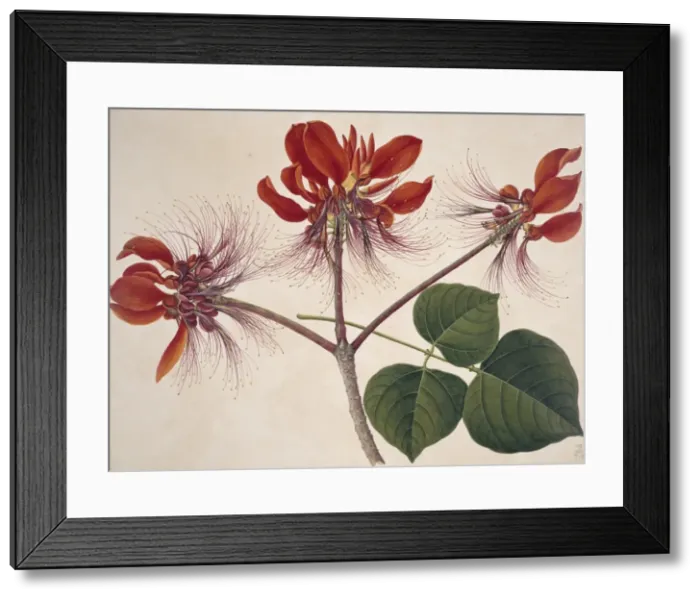 Framed Print : Flower Illustration from the Reeves Collection Framed Print : Flower Illustration from the Reeves Collection