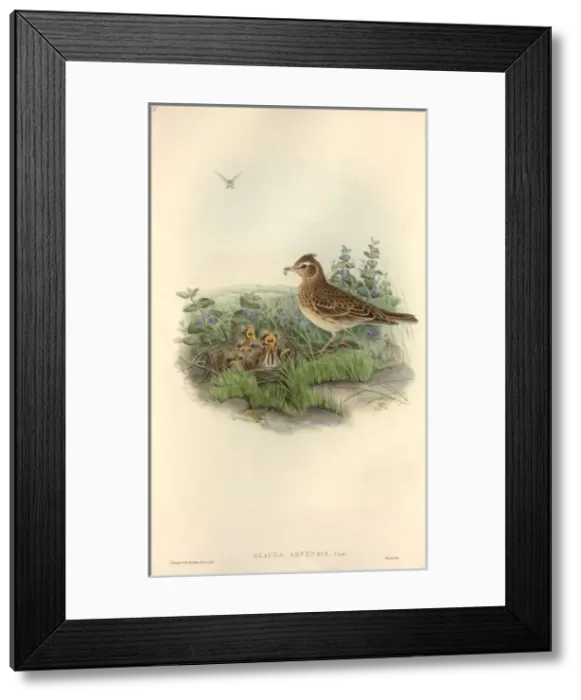 Framed Print : Alauda arvensis, Eurasian skylark Framed Print : Alauda arvensis, Eurasian skylark
