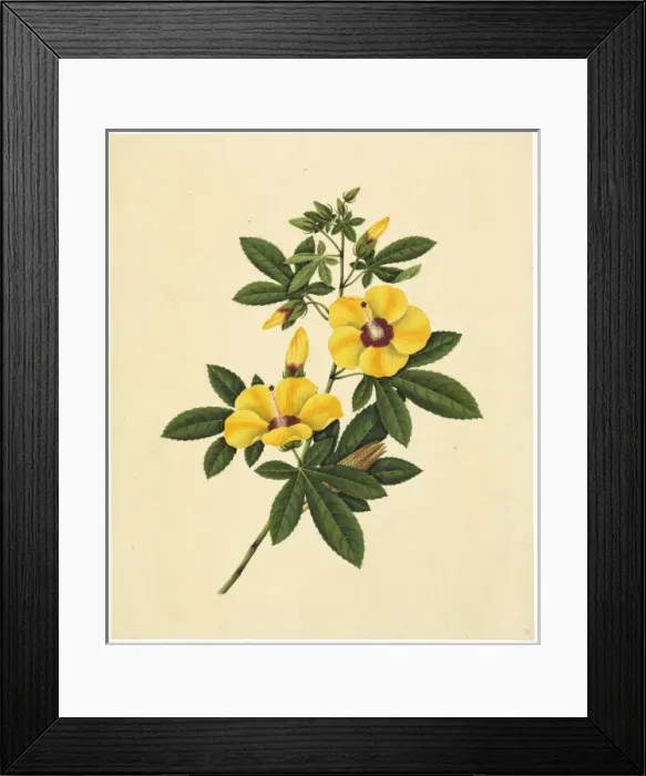 Framed Print : Abelmoschus esculentus, ladys fingers Framed Print : Abelmoschus esculentus, ladys fingers