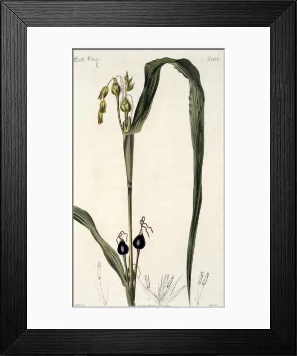 Framed Print : Coix lachryma, pit pit grass Framed Print : Coix lachryma, pit pit grass