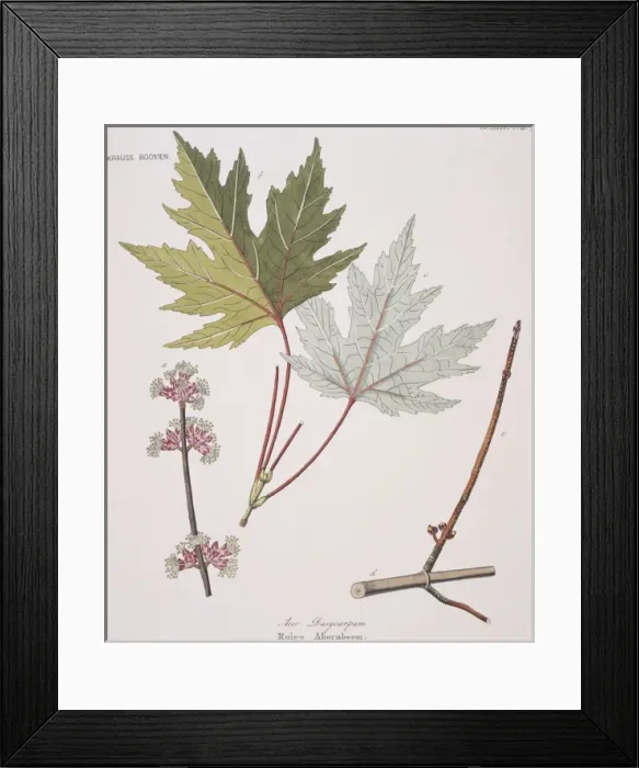 Framed Print : Ruige ahornboom, acer Framed Print : Ruige ahornboom, acer