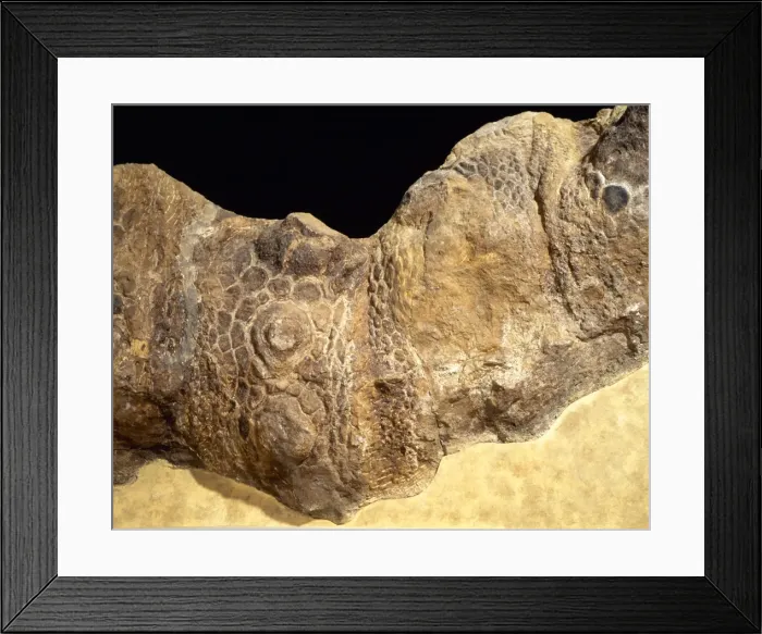 Framed Print : Euoplocephalus cutleri Framed Print : Euoplocephalus cutleri