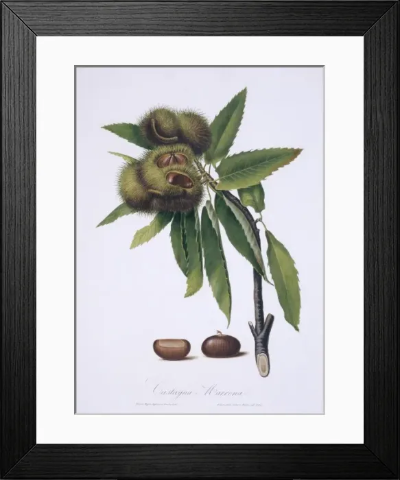Framed Print : Castanea sativa, sweet chestnut tree Framed Print : Castanea sativa, sweet chestnut tree