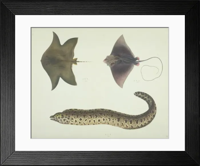 Framed Print : LS Plate 189 from the John Reeves Collection Framed Print : LS Plate 189 from the John Reeves Collection