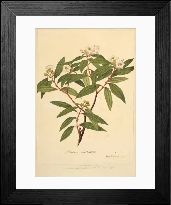 Framed Print : Melastoma malabathrica, black strawberry tree Framed Print : Melastoma malabathrica, black strawberry tree