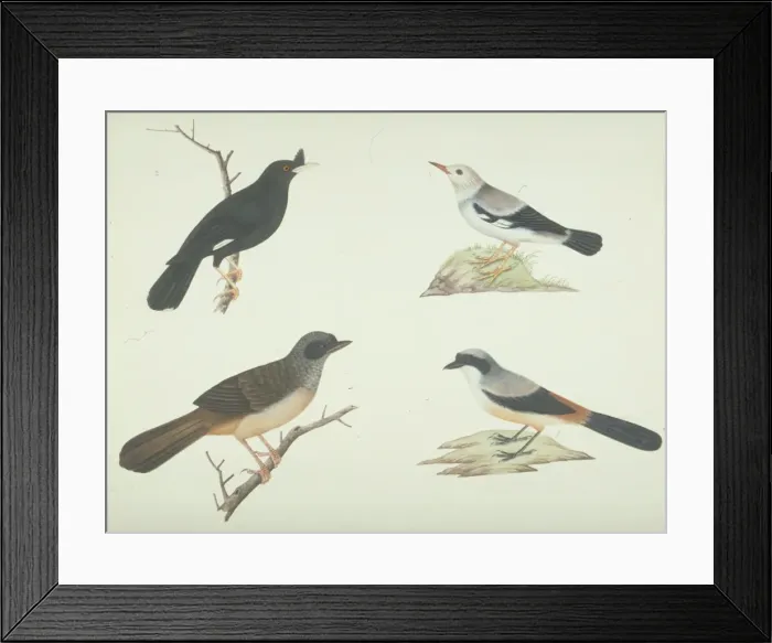 Framed Print : LS Plate 13 from the John Reeves Collection Framed Print : LS Plate 13 from the John Reeves Collection