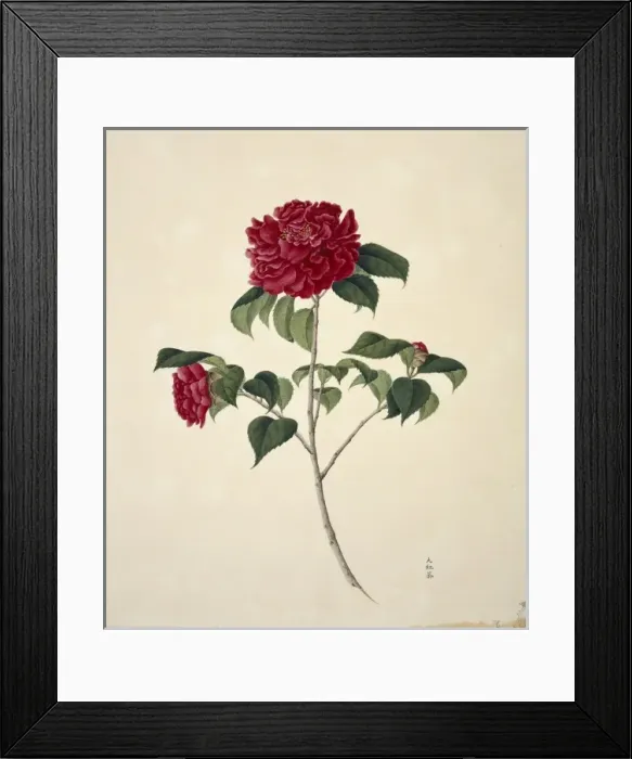 Framed Print : Flower Illustration from the Reeves Collection Framed Print : Flower Illustration from the Reeves Collection