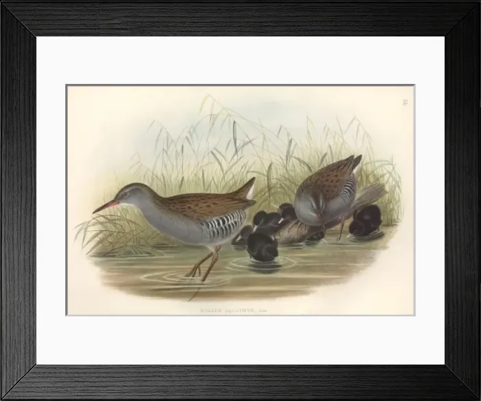 Framed Print : Rallus aquaticus, water rail Framed Print : Rallus aquaticus, water rail