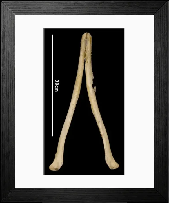 Framed Print : Sousa teuszii, Atlantic Hump-backed Dolphin Framed Print : Sousa teuszii, Atlantic Hump-backed Dolphin