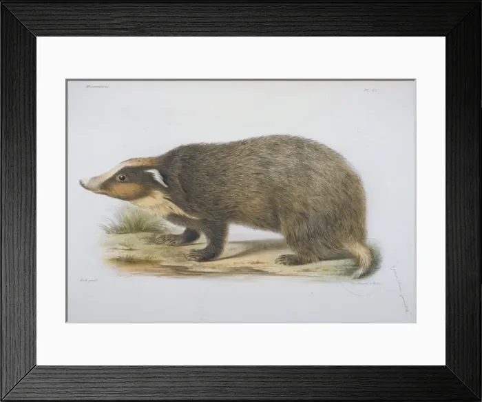 Framed Print : Meles obseurus, badger Framed Print : Meles obseurus, badger