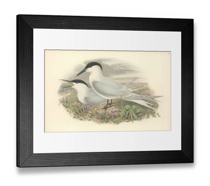 Framed Print : Sterna sandvicensis, Sandwich tern Framed Print : Sterna sandvicensis, Sandwich tern