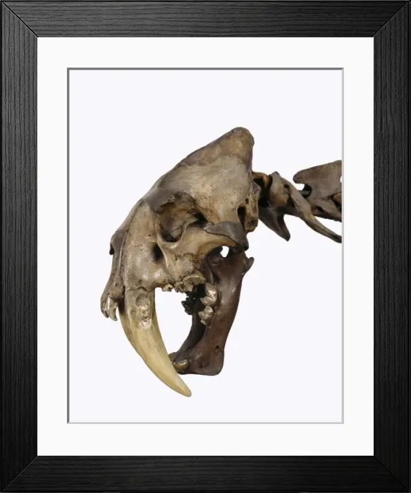 Framed Print : Smilodon fatalis, sabre-toothed cat Framed Print : Smilodon fatalis, sabre-toothed cat