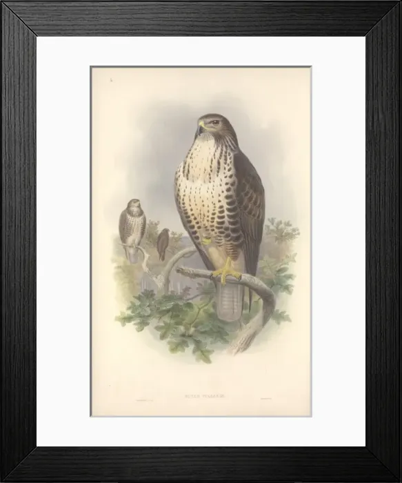 Framed Print : Buteo buteo, Eurasian buzzard Framed Print : Buteo buteo, Eurasian buzzard