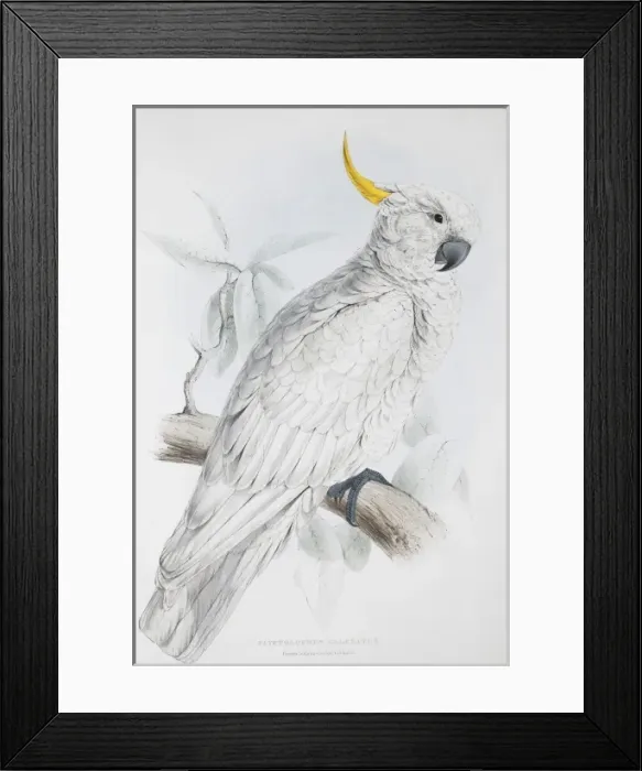 Framed Print : Cacatua galerita, sulphur-crested cockatoo Framed Print : Cacatua galerita, sulphur-crested cockatoo