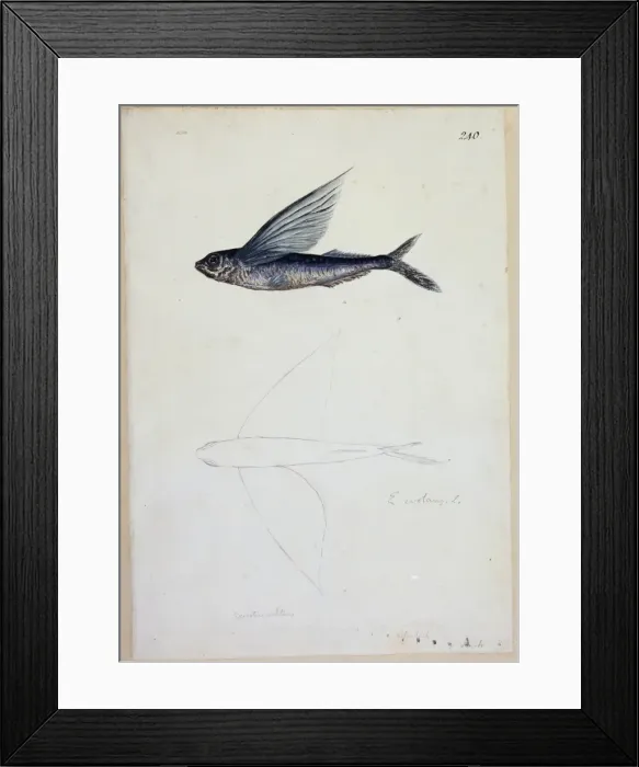 Framed Print : Exocoetus volitans, tropical two-winged flyingfish Framed Print : Exocoetus volitans, tropical two-winged flyingfish
