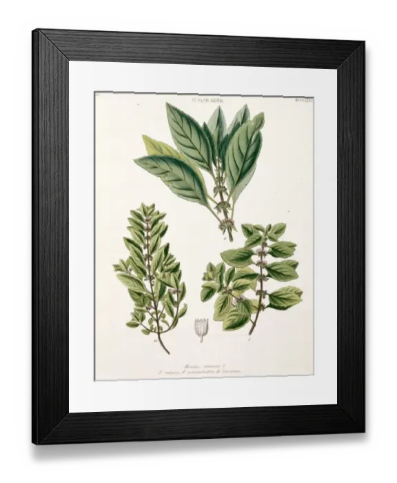 Framed Print : Mentha arvensis, peppermint Framed Print : Mentha arvensis, peppermint
