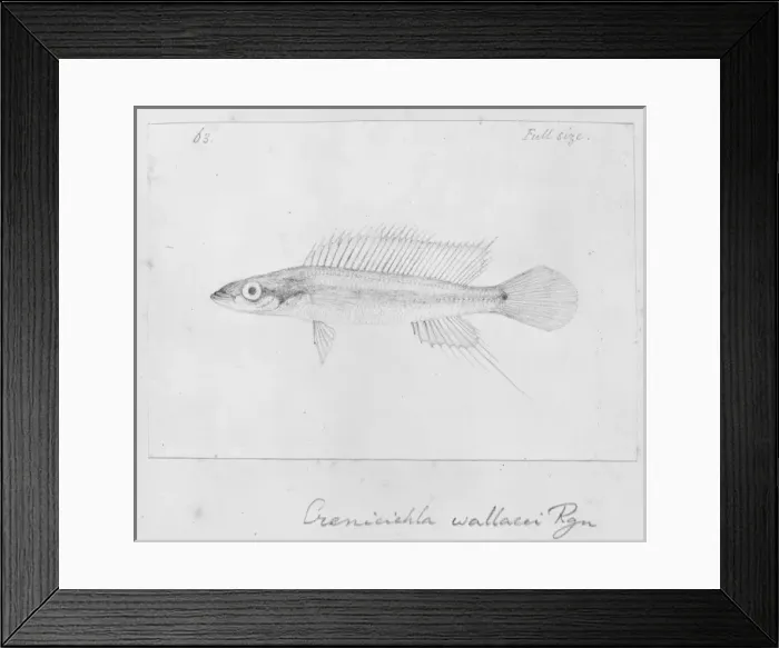 Framed Print : Crenicichla wallacii Framed Print : Crenicichla wallacii