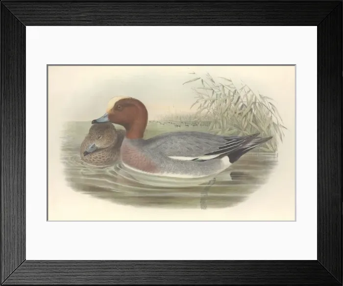 Framed Print : Anas penelope, Eurasian widgeon Framed Print : Anas penelope, Eurasian widgeon
