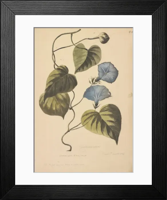 Framed Print : Convolvulus coeletis Framed Print : Convolvulus coeletis