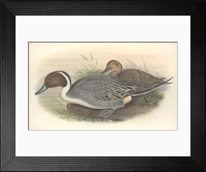 Framed Print : Anas acuta, northern pintail Framed Print : Anas acuta, northern pintail