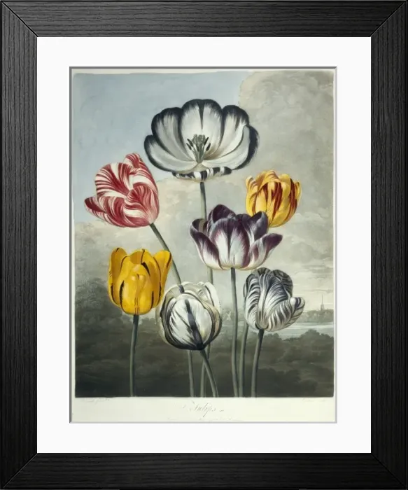 Framed Print : Tulipa sp. tulips Framed Print : Tulipa sp. tulips