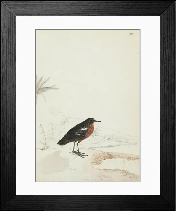 Framed Print : Prosobonia leucoptera, Tahiti sandpiper Framed Print : Prosobonia leucoptera, Tahiti sandpiper