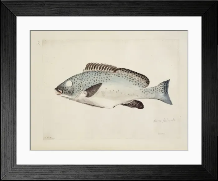 Framed Print : Plectorhynchus picus, Oriental sweetlips Framed Print : Plectorhynchus picus, Oriental sweetlips