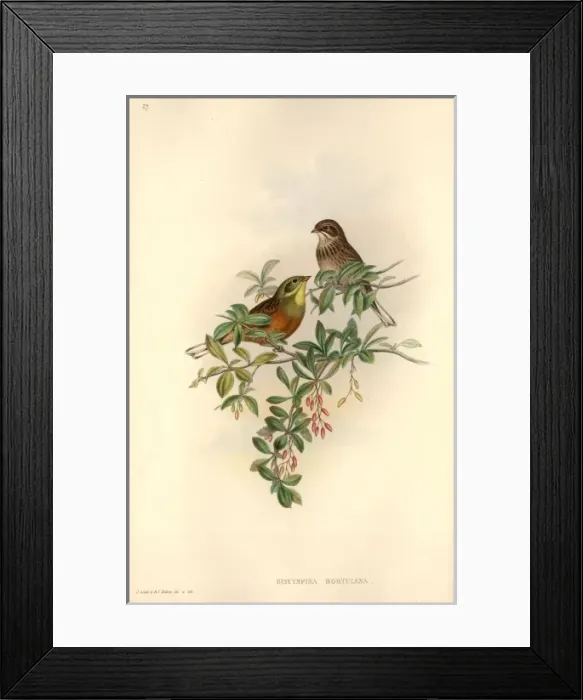 Framed Print : Emberiza hortulana, ortolan bunting Framed Print : Emberiza hortulana, ortolan bunting