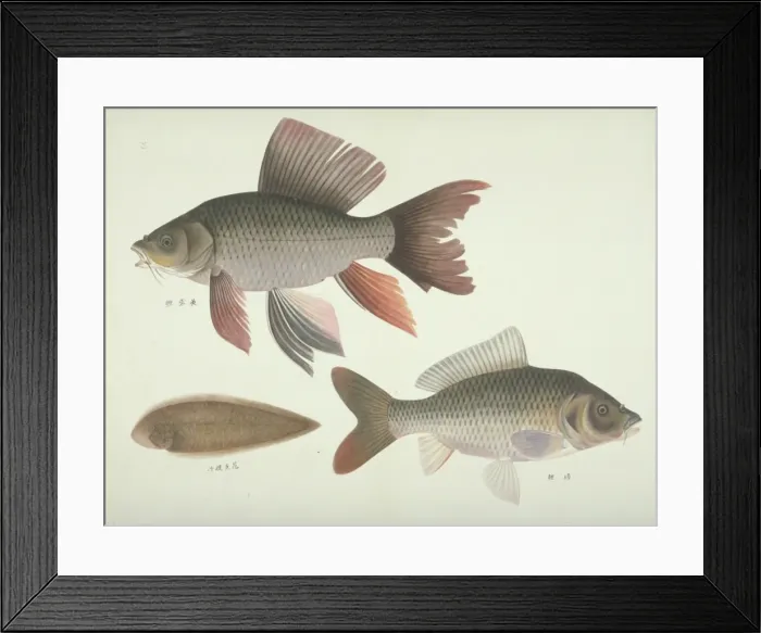 Framed Print : Plate 131 from the John Reeves Collection Framed Print : Plate 131 from the John Reeves Collection