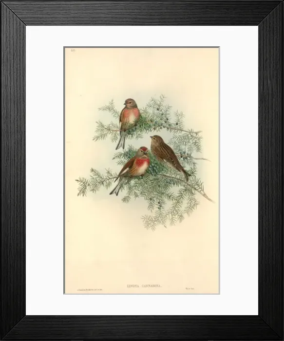 Framed Print : Carduelis cannabina, common linnet Framed Print : Carduelis cannabina, common linnet